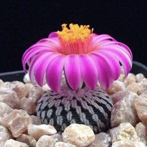 Актиноморфные