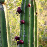 Jasminocereus thouarsii