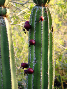 Jasminocereus thouarsii
