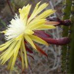Jasminocereus thouarsii