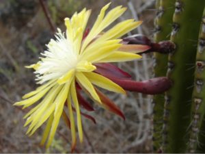 Jasminocereus thouarsii