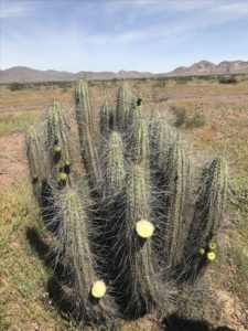 Eulychnia acida