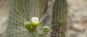 Eulychnia acida