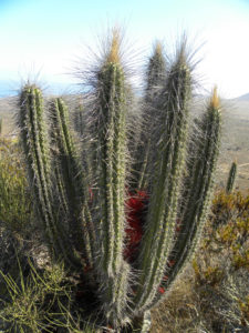 Eulychnia breviflora