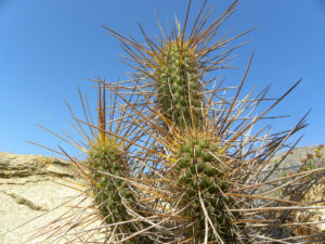 Eulychnia castanea