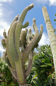 Echinopsis atacamensis