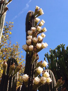Echinopsis atacamensis