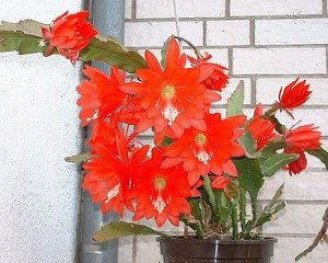 Disocactus nelsonii