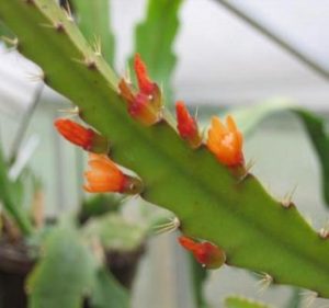 Acanthorhipsalis monacantha