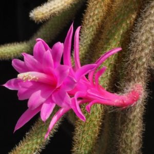 Aporocactus flagelliformi