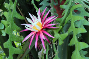 Cryptocereus anthonyanu