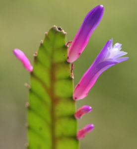 Disocactus amazonicus