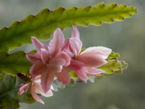 Disocactus phyllanthoides