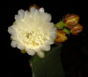 Eccremocactus bradei