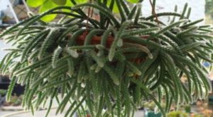 Erythrorhipsalis pilocarpa