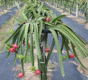 Hylocereus polyrhizus