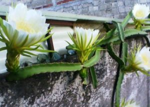 Hylocereus trigonu