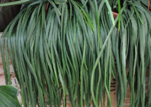 Lepismium bolivianum
