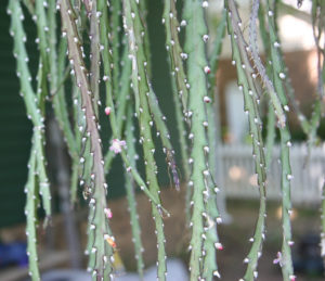 Lepismium cruciforme