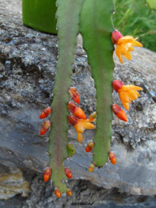 Lepismium monacanthum