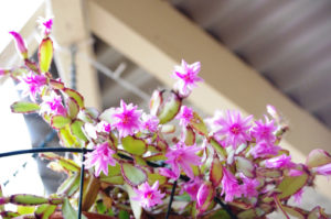 Rhipsalidopsis rosea