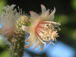 Erythrorhipsalis pilocarpa