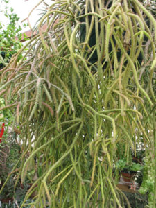Erythrorhipsalis pilocarpa