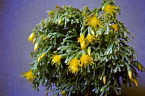 Hatiora epiphylloides