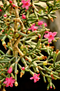 Hatiora herminiae