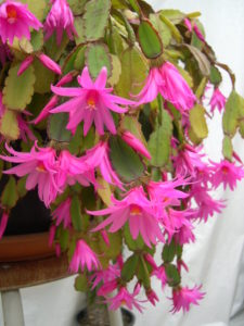 Hatiora rosea