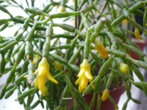 Hatiora salicornioides