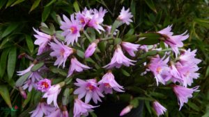 Rhipsalidopsis rosea
