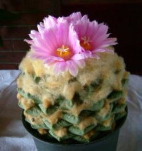 Roseocactus fissuratus