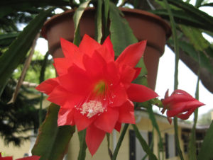Disocactus ackermannii