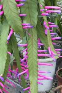 Disocactus amazonicus