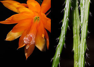 Disocactus aurantiacus