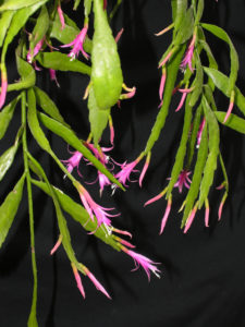 Disocactus biformis