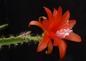 Disocactus cinnabarinus