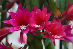 Disocactus eichlamii