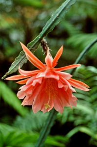 Disocactus kimnachi