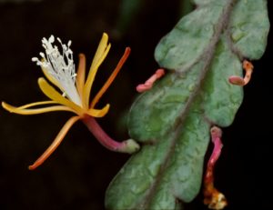 Disocactus macranthus