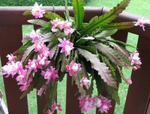 Disocactus phyllanthoides