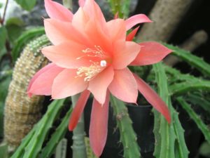 Disocactus schrankii