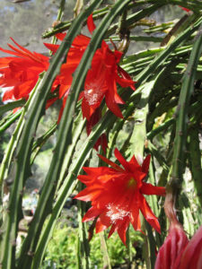 Disocactus speciosus