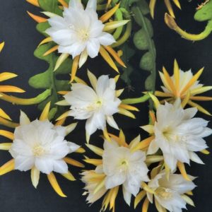 Epiphyllum anguliger