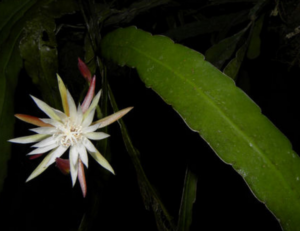 Epiphyllum caudatum