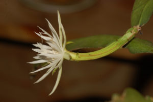 Epiphyllum columbiense