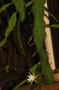 Epiphyllum columbiense