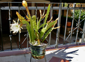 Epiphyllum crenatum