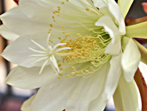Epiphyllum crenatum